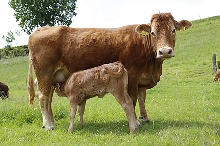 Das Kuh-Colostrum ist wichtig für die Immunisierung der Kälbchen. Aber auch beim Menschen hat die Erstmilch von Kühen zahlreiche gesundheitliche Wirkungen